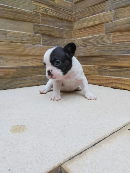 Bulldog francese  | Foto 2