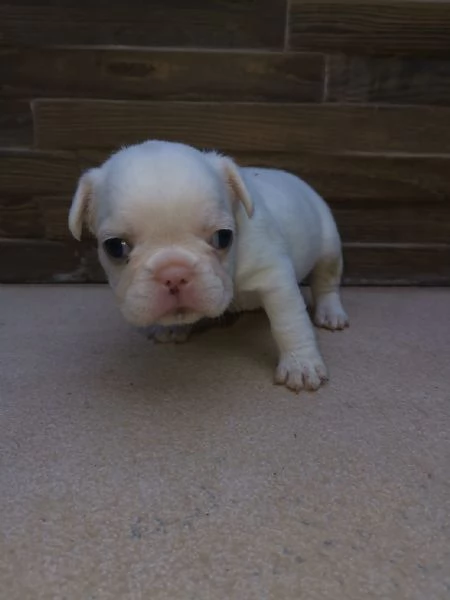 Bulldog francese  | Foto 0