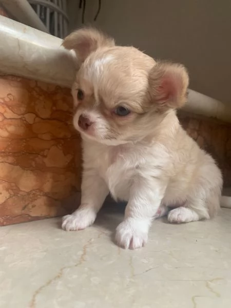 Chihuahua maschio pedigree enci