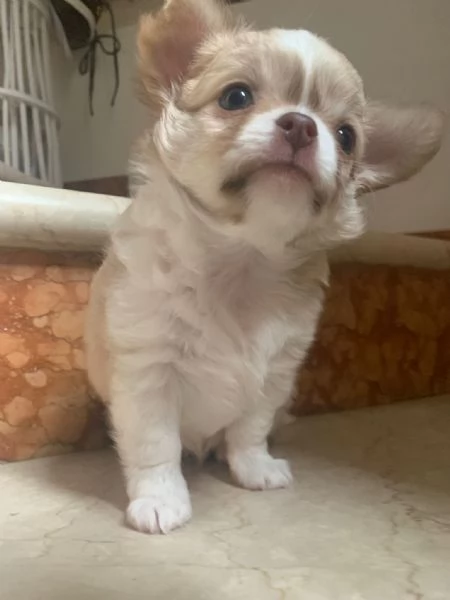 Chihuahua maschio pedigree enci | Foto 1