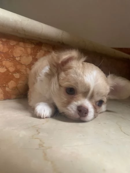 Chihuahua maschio pedigree enci | Foto 0