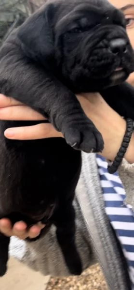 Mastino sudafricano Boerboel cuccioli in vendita