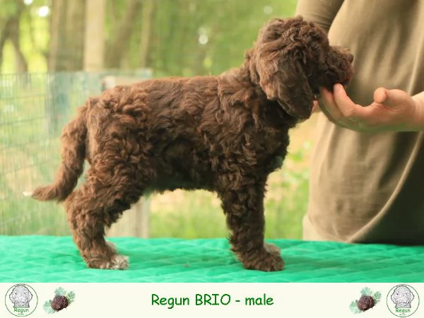 Cuccioli lagotto romagnolo | Foto 3