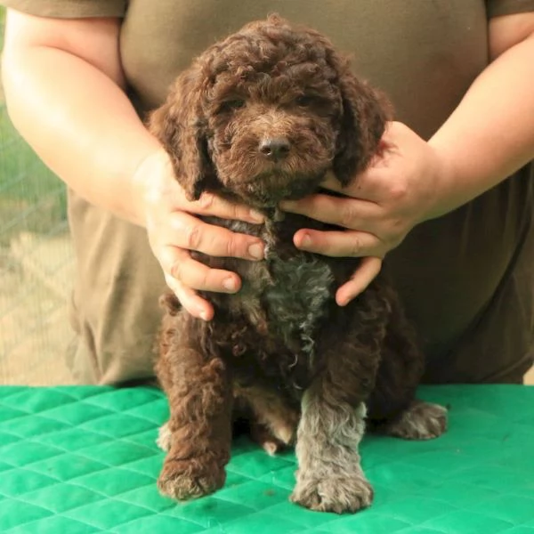 Cuccioli lagotto romagnolo | Foto 2