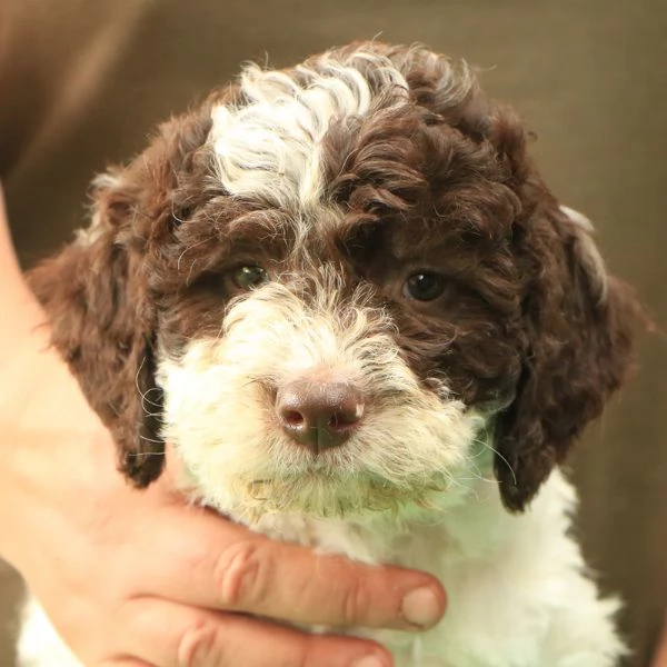 Cuccioli lagotto romagnolo | Foto 1