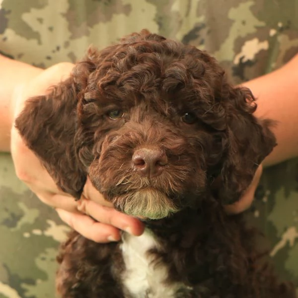 Lagotto romagnolo