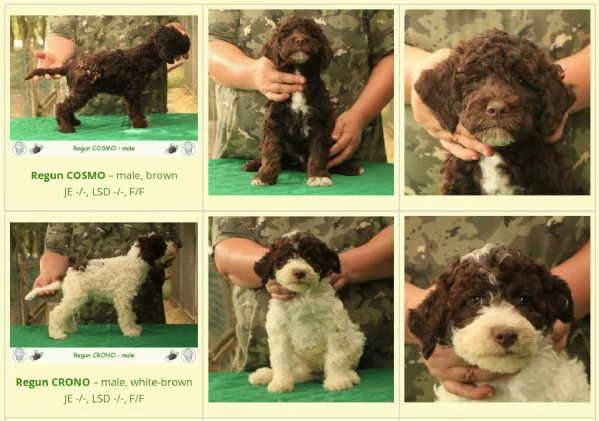 Lagotto romagnolo | Foto 1