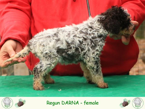 Cuccioli di lagotto romagnolo | Foto 6