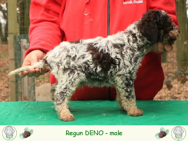 Cuccioli di lagotto romagnolo | Foto 5