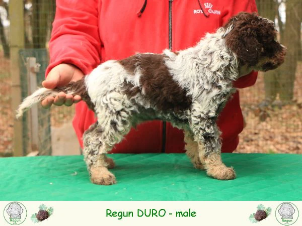 Cuccioli di lagotto romagnolo | Foto 4