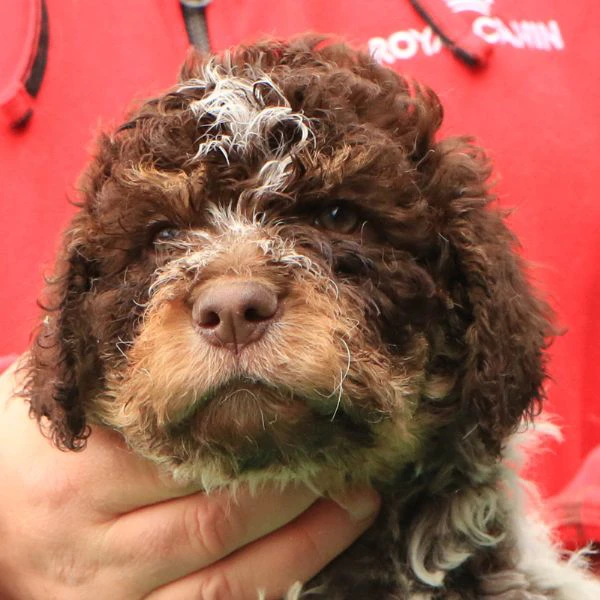 Cuccioli di lagotto romagnolo