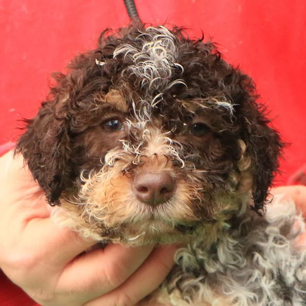 Cuccioli di lagotto romagnolo | Foto 3