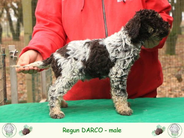 Cuccioli di lagotto romagnolo | Foto 2