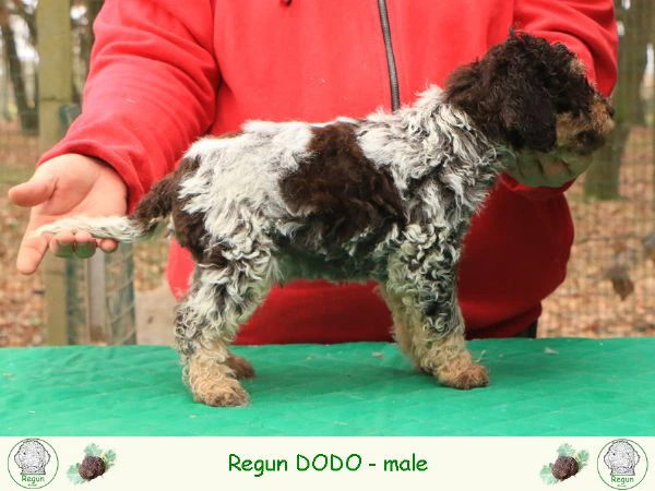 Cuccioli di lagotto romagnolo | Foto 1