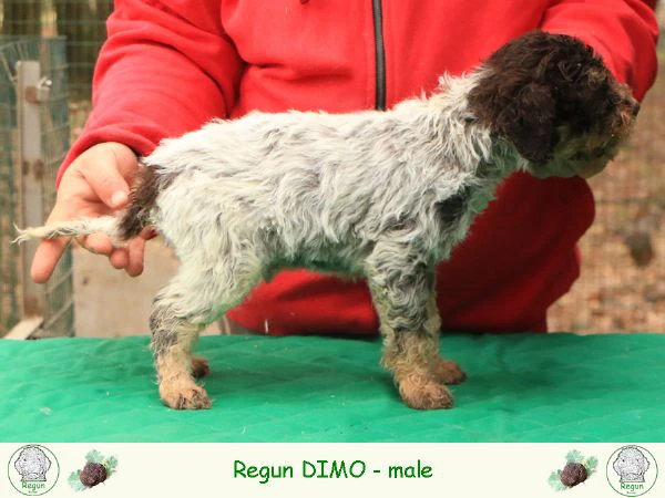 Cuccioli di lagotto romagnolo | Foto 0