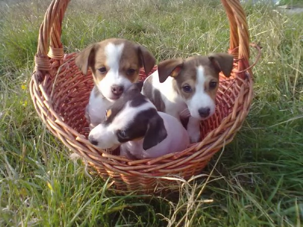 Jack Russell cuccioli | Foto 0