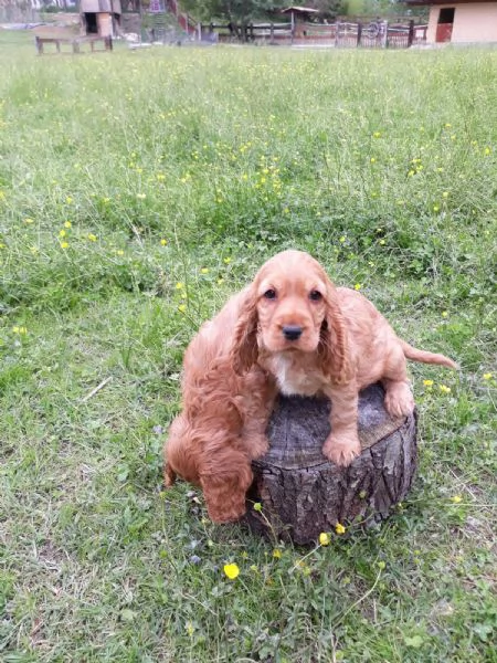 Cocker Spaniel maschietti