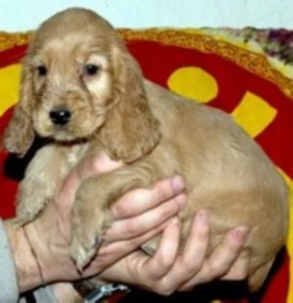 Cocker Spaniel maschietti | Foto 1