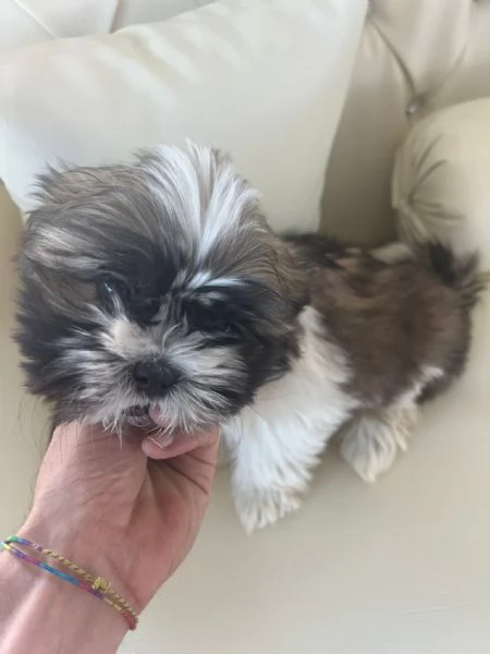 Shih Tzu Shitzu femminuccia | Foto 1