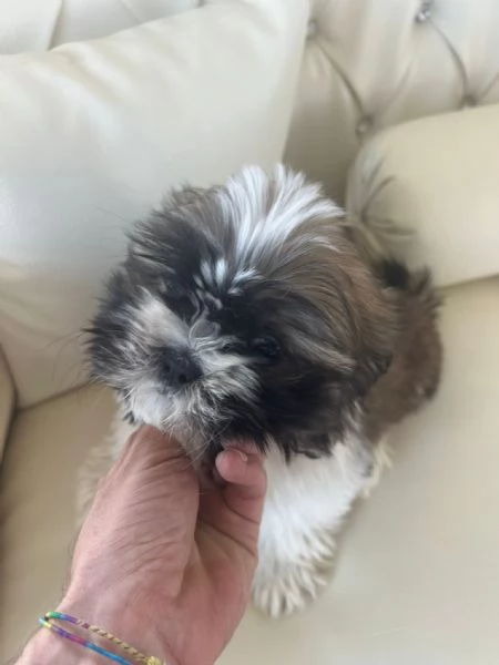 Shih Tzu Shitzu femminuccia | Foto 0