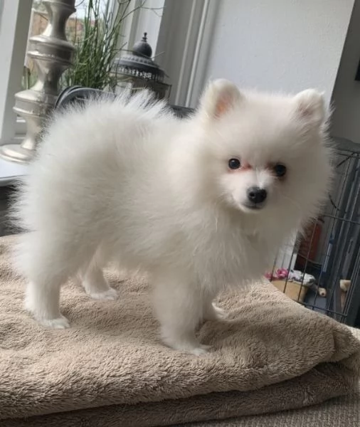 Spitz toy cuccioli