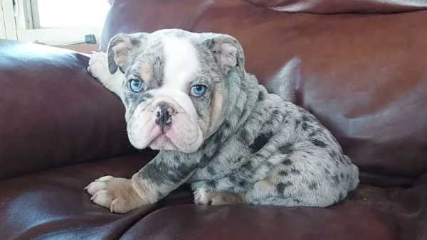 Bulldog Inglese cuccioli | Foto 3