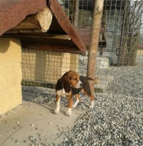 Beagle tricolore cuccioli