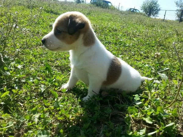 Jack Russell cuccioli | Foto 2