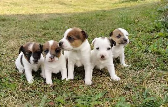 Jack Russell cuccioli | Foto 1