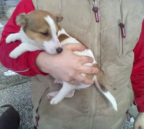 Jack Russell cuccioli | Foto 0