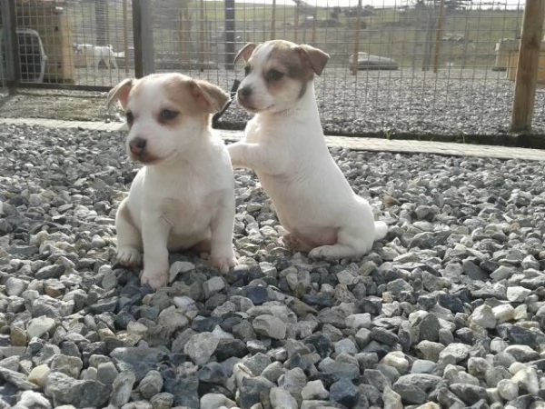 Jack Russell cuccioli