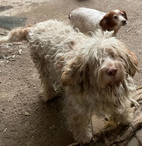 Regalo cane da caccia