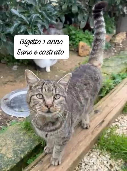 GATTINI IN ADOZIONE Urgentissimo  | Foto 0