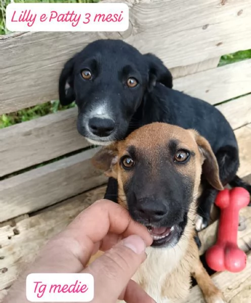 CUCCIOLI SENZA ALCUN FUTURO | Foto 3