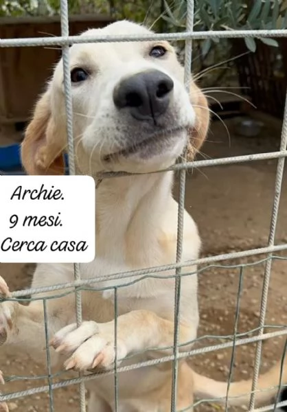 Archie tenero cucciolo cerca mamma