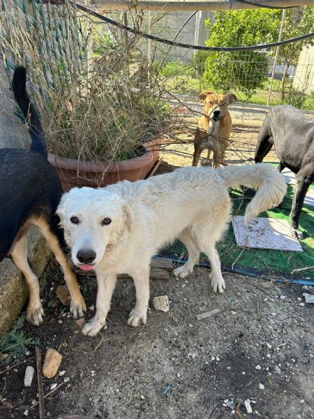 Rey tenero cucciolo cerca mamma | Foto 3