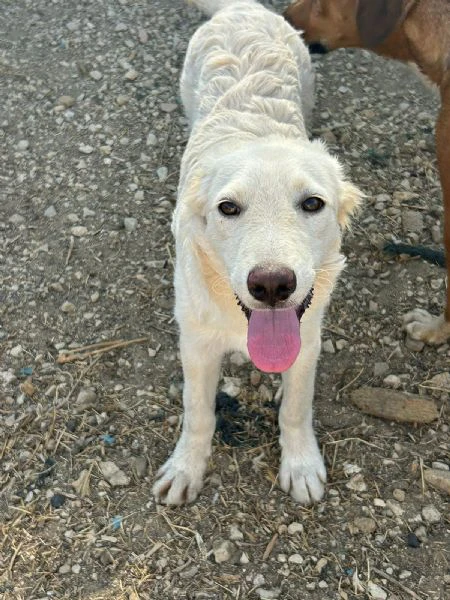 Rey tenero cucciolo cerca mamma | Foto 1