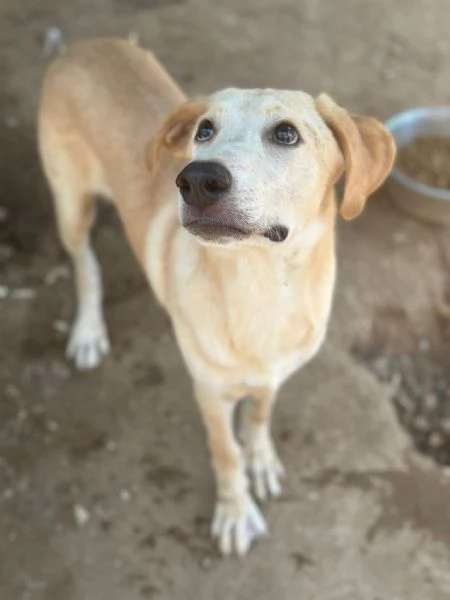 Archie tenero cucciolo cerca mamma | Foto 0