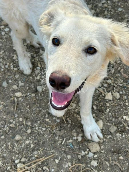 Rey tenero cucciolo cerca mamma | Foto 0