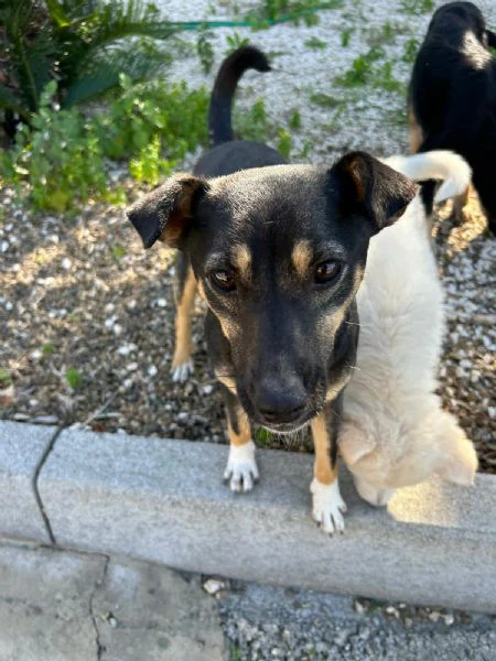 CAGNOLINA DI PICCOLA TAGLIA | Foto 3