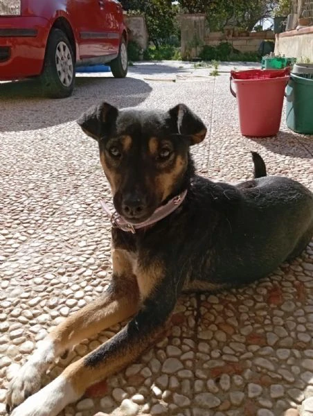 CAGNOLINA DI PICCOLA TAGLIA