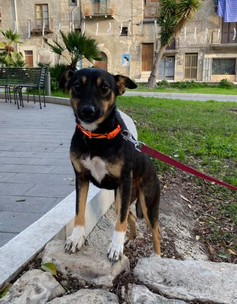 CAGNOLINA DI PICCOLA TAGLIA | Foto 0