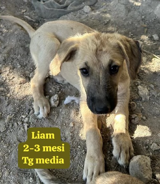 DISPONIBILI CUCCIOLI Chiamate  | Foto 5