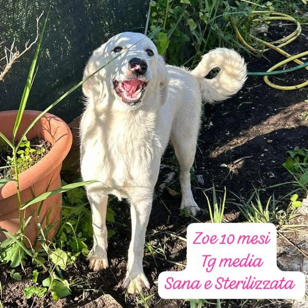 DISPONIBILI CUCCIOLI Chiamate  | Foto 6