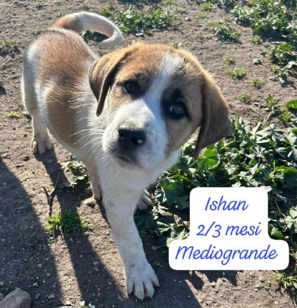 DISPONIBILI CUCCIOLI Chiamate  | Foto 5