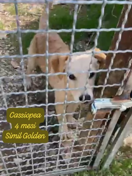 DISPONIBILI CUCCIOLI Chiamate  | Foto 6