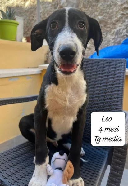 DISPONIBILI CUCCIOLI Chiamate  | Foto 5