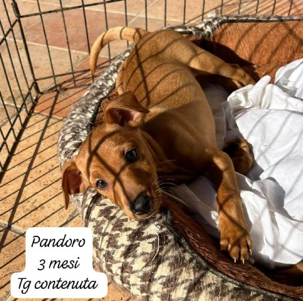 DISPONIBILI CUCCIOLI Chiamate  | Foto 3