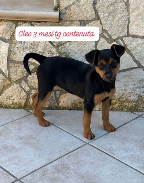 DISPONIBILI CUCCIOLI Chiamate 