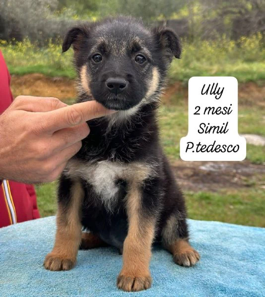 DISPONIBILI CUCCIOLI Chiamate  | Foto 2